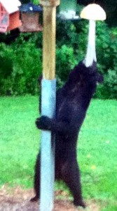 Black Bear at Bird Feeder
