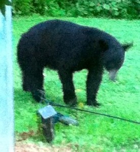 Black Bear in Oak Ridge
