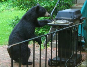 Black Bear at Grill
