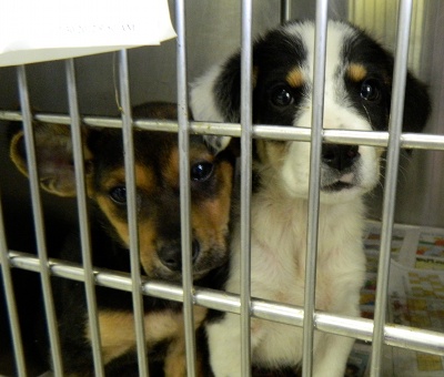 Puppies at Oak Ridge Animal Shelter