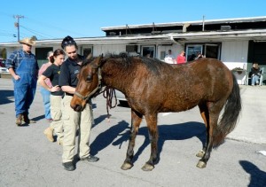 Oak Ridge Animal Control Officers Examine Horse