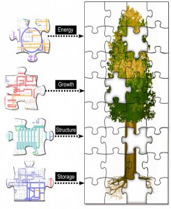 Poplar Proteins Molecular Map