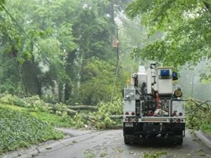 Tree Falls on Westover Drive