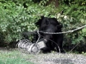 Black Bear at Bird Feeder in Solway