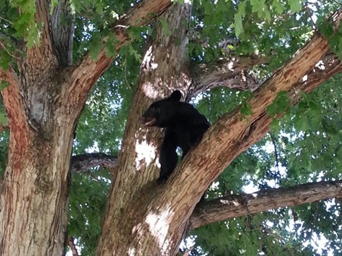 Black Bear in Tree