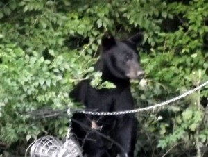 A black bear at a bird feeder on Lullaby Lane in Solway on Sunday night. (Photos courtesy Kayla Driscoll Boone)