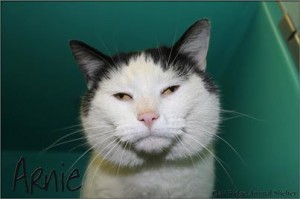 Arnie at Oak Ridge Animal Shelter