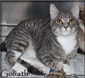 Goliath at Oak Ridge Animal Shelter