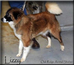 Lizzy at Oak Ridge Animal Shelter