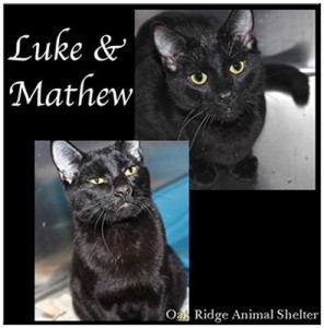 Luke and Mathew at Oak Ridge Animal Shelter