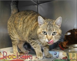 Pet of the Day Rockella