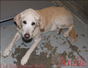 Andie at Oak Ridge Animal Shelter