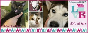 Animal Shelter Valentines Collage