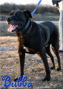 Bubba at Oak Ridge Animal Shelter