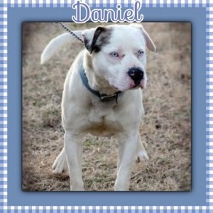 Daniel at Oak Ridge Animal Shelter