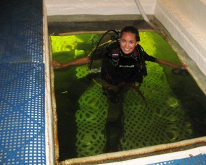 Jessica Fain Diving