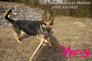 Marcy at Oak Ridge Animal Shelter