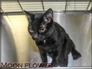 Oak Ridge Animal Shelter and Moonflower