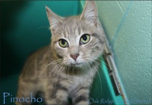 Pinocho at Oak Ridge Animal Shelter