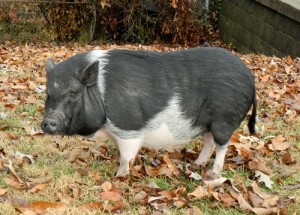 Pot-bellied Pig on Nasson Lane