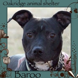 Baroo at Oak Ridge Animal Shelter