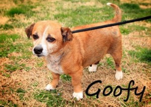 Pet of the Day: Goofy