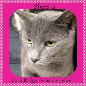 Pet of the Day: Sheena