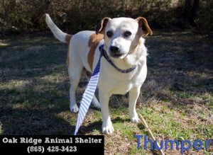 Pet of the Day: Thumper
