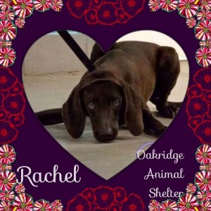 Rachel Oak Ridge Animal Shelter