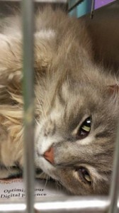 Cat Sale at Oak Ridge Animal Shelter