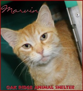 Pet of the Day: Marvin