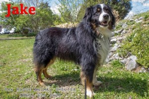 Pet of the Day: Jake