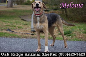 Pet of the Day: Melonie