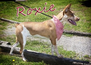 Pet of the Day: Roxie