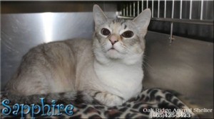 Pet of the Day: Sapphire