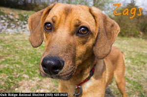 Pet of the Day: Zags