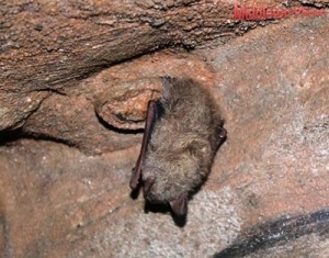 UT Arboretum Bats