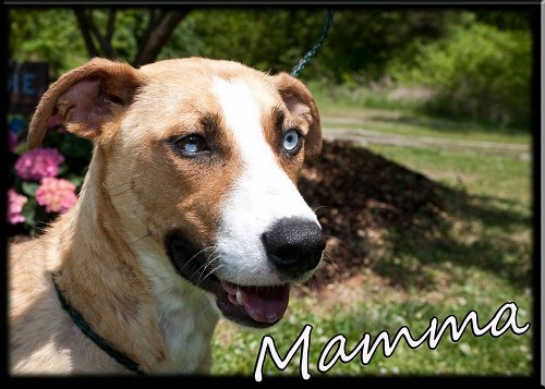 Pet of the Day: Mamma
