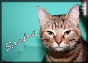 Pet of the Day: Sasha