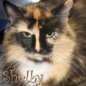 Pet of the Day: Shelby