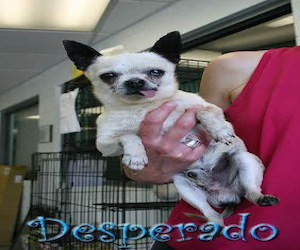 Pet of the Day: Desperado
