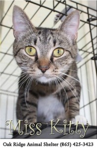 Pet of the Day: Miss Kitty