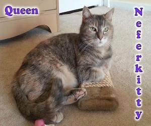 Pet of the Day: Queen Neferkitty