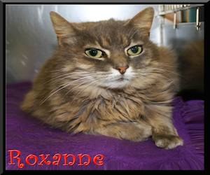 Pet of the Day: Roxanne
