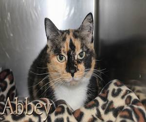 Pet of the Day: Abbey