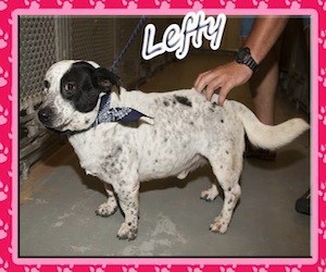 Pet of the Day: Lefty