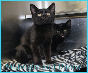 Pet of the Day: Midnight and Danny