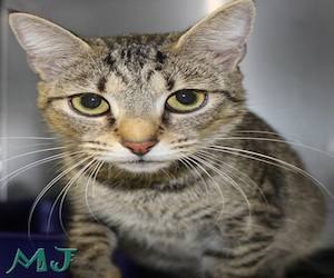 Pet of the Day: MJ