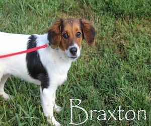 Pet of the Day: Braxton