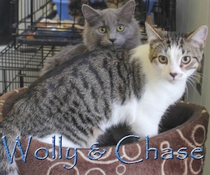 Pet of the Day: Wooly and Chase